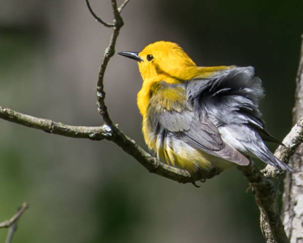 istock Prothonotary Warbler bird on a branch 1240495681