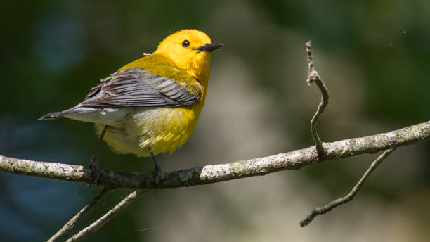 istock Prothonotary Warbler bird on a branch 1240496733