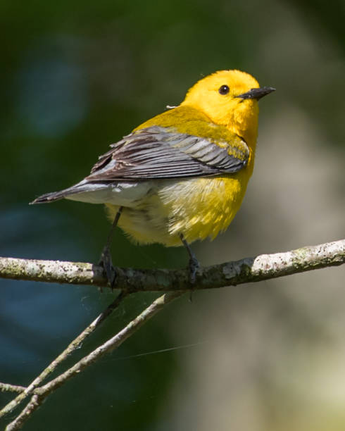 istock Prothonotary Warbler bird on a branch 1240496737
