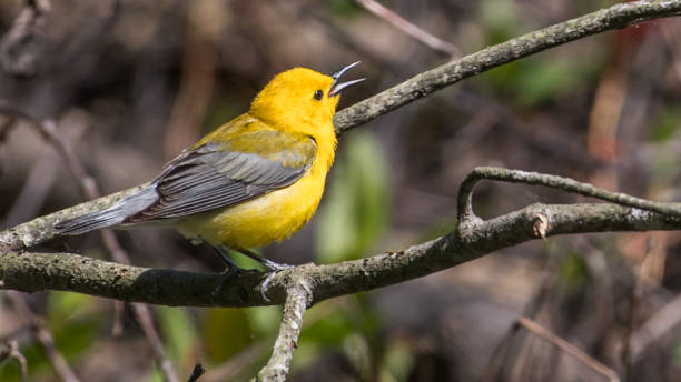 istock Prothonotary Warbler bird on a branch 1240497254