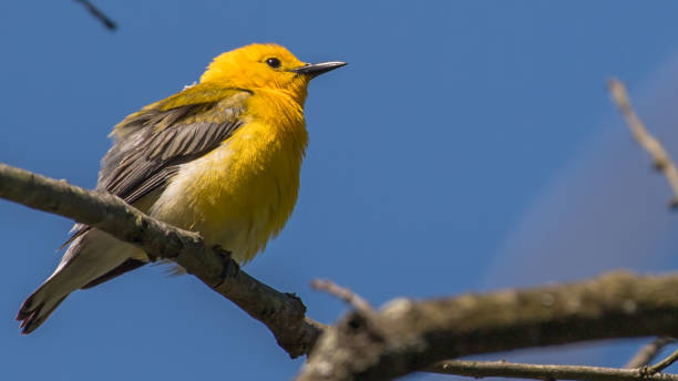 istock Prothonotary Warbler bird on a branch 1240497778