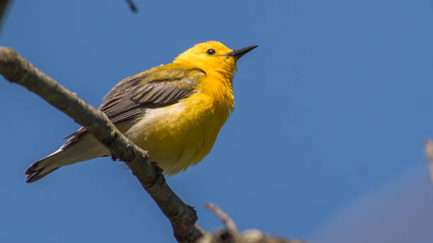 istock Prothonotary Warbler bird on a branch 1240497787