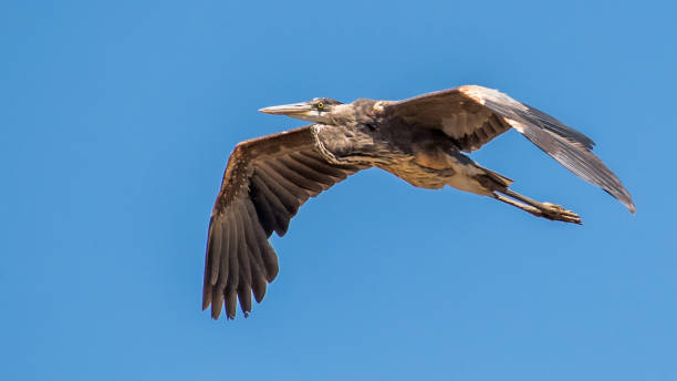 istock Blue Heron at Huntley Meadows Park 1240498329