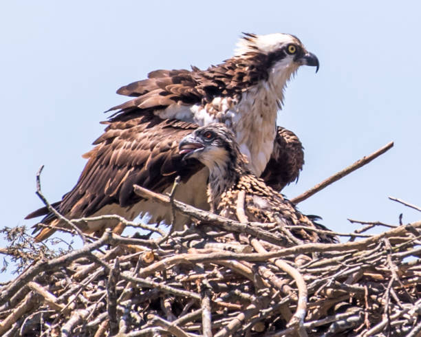 istock Osprey in flight searching for a meal 1240499068