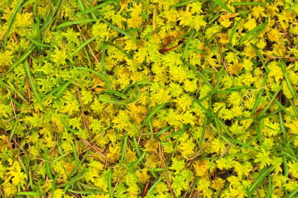 Temperate rain forest floor on Vancouver Island, British Columbia
