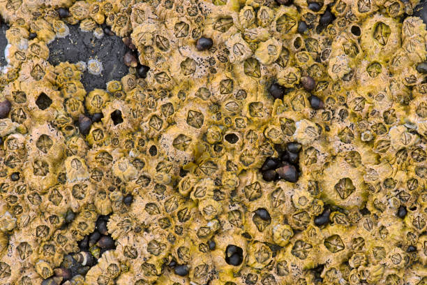 istock Vancouver Island British Columbia 1240512880