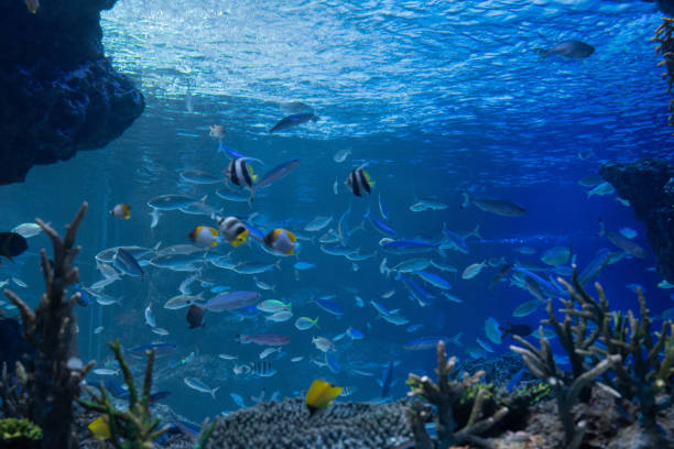 istock Underwater image looking up from the bottom of the sea 1240515475