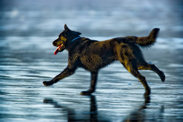 Dog running along the shoreline of Pacific Rim National Park on Vancouver Island, British Columbia