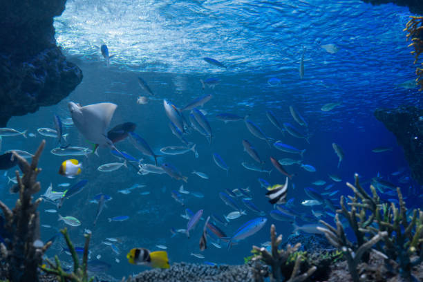 istock Underwater image looking up from the bottom of the sea 1240516019