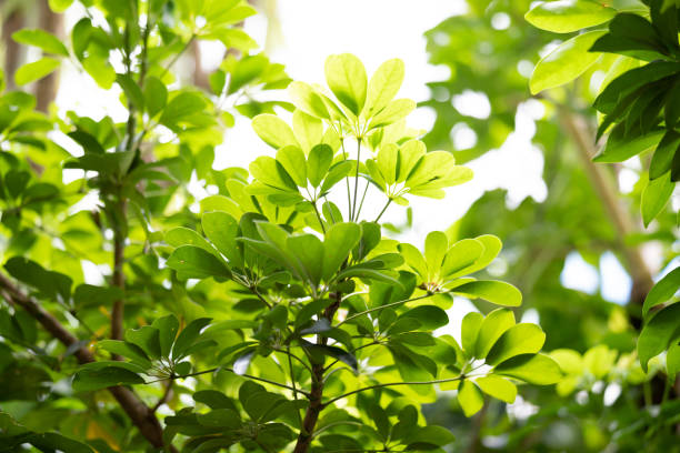 istock The image of soothing tropical green 1240517614