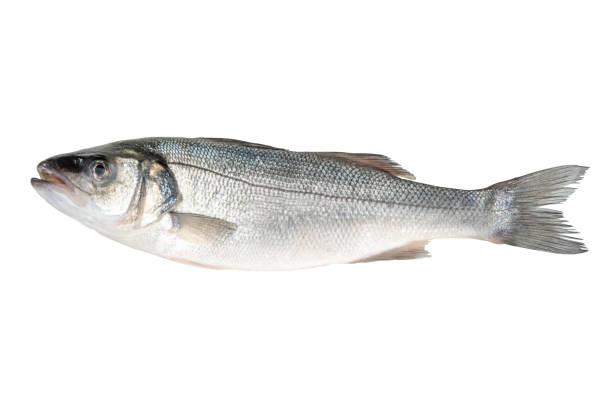 istock Raw fresh seabass fish isolated on white background. Food concept. 1240521282