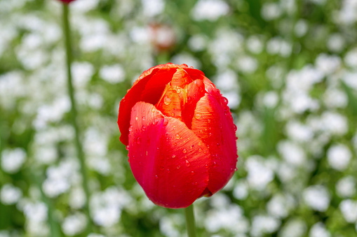 Red tulip on a field of green tulips in the Netherlands