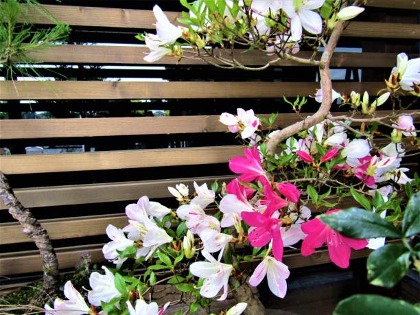 istock Japan. June. Summer flower background. 1240539811