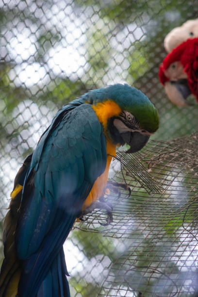 istock Scarlet macaw. South American parrot. 1240545967