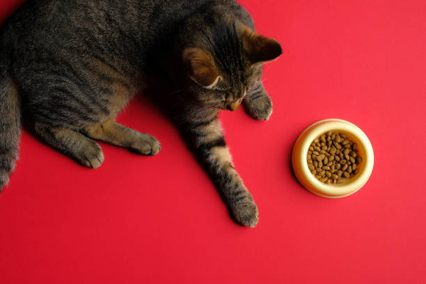 赤い背景にボウルに猫と食べ物とフラットレイ構成。ペットケアコンセプト。 - pet food animals feeding cat food cat bowl ストックフォトと画像