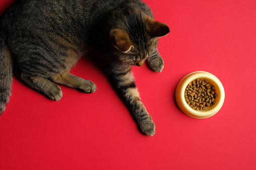 Flat lay composition with with cat and food in bowl on red background. Pet care concept.