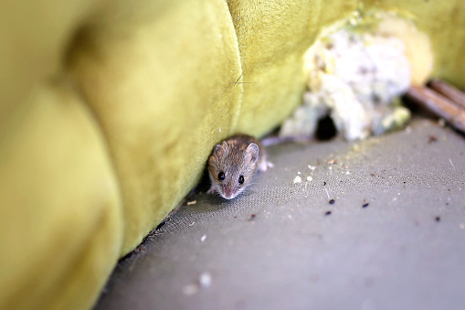 Little Grey House Mouse Viviendo Dentro de la vieja derecha photo