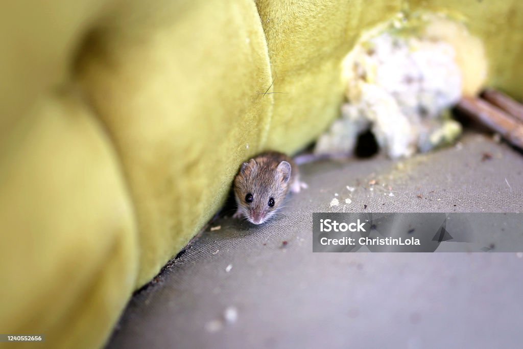 Little Grey House Mouse Living Inside Old Chiar Stock Photo - Download Image Now - Mouse - Animal, Rodent, Pest - iStock Little Grey House Mouse Living Inside Old Chiar Stock Photo - Download Image Now - Mouse - Animal, Rodent, Pest - iStock