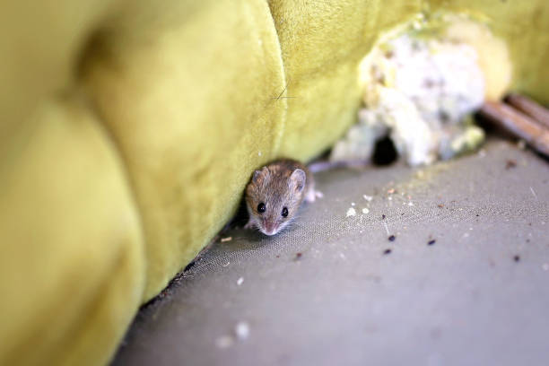 Little Grey House Mouse Living Inside Old Chiar A little grey House Mouse is sitting by its nest in an old antique chair. rodent photos stock pictures, royalty-free photos & images