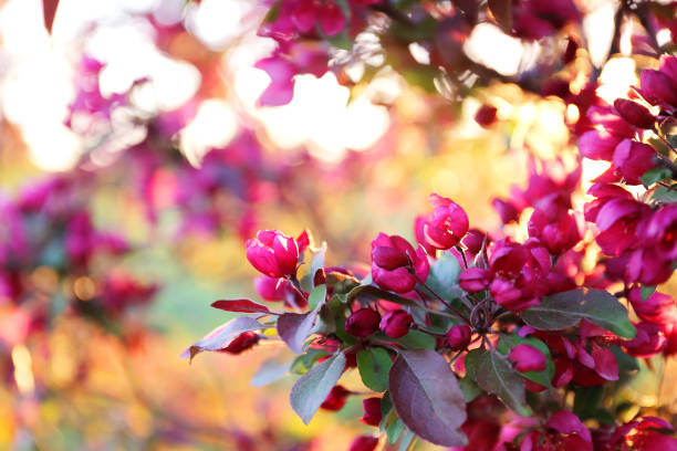 Close up on the magenta pink flower blossoms of the Profusion Crabapple tree in Spring.