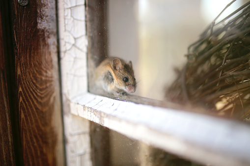 A cute little grey House Mouse is sitting on the window will of a shed, trying to hide.