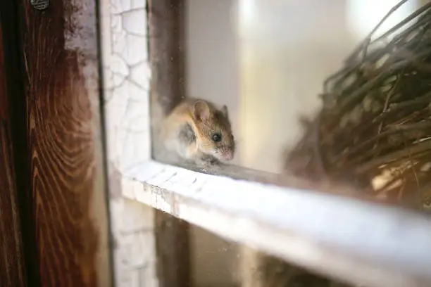 Photo of Cute Little Grey House Mouse Hiding in Window Sill