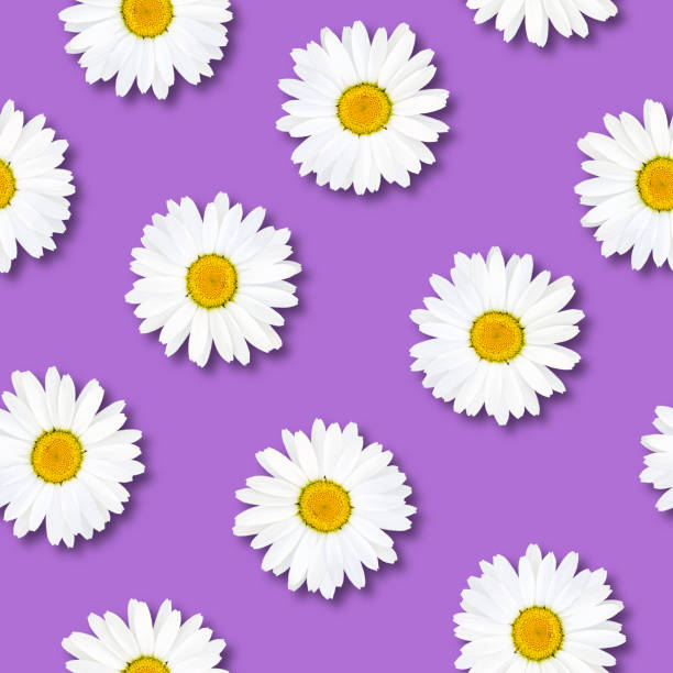 istock Seamless pattern of chamomile on a lilac background. Natural delicate floral background. 1240566604