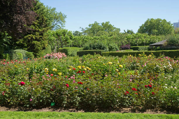 istock Park of Roses in Cologne 1240585141
