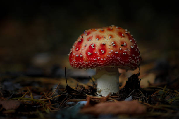 istock Close-up fly agaric over dark background, horizontal orientation 1240587428