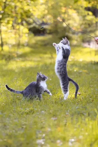Photo of Two grey and white kittens playing on grass, female hand holding a plaything