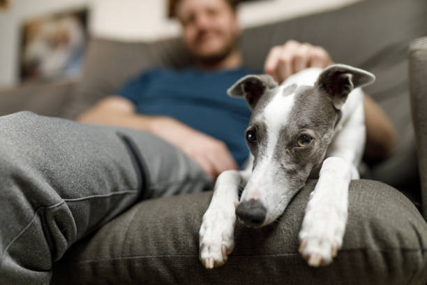 istock Whippet dog relaxing on sofa 1240594606