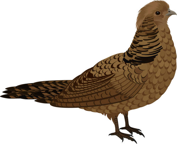 ilustrações, clipart, desenhos animados e ícones de vetor pássaro ruffed grouse ilustração - pheasant hunting bird gamebird
