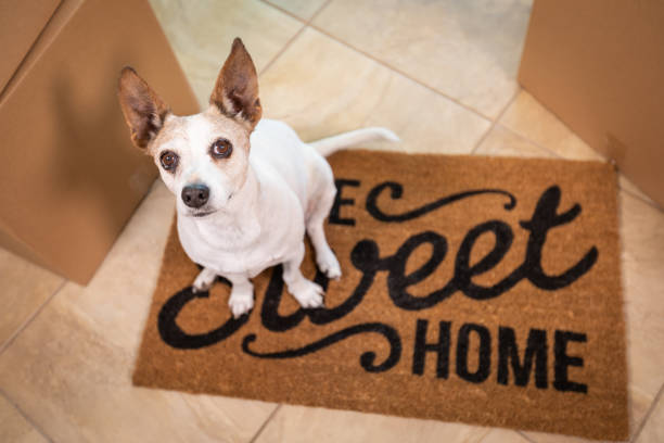 simpatico cane seduto a casa dolce casa tappeto di benvenuto sul pavimento vicino alle scatole - welcome sign doormat greeting floor mat foto e immagini stock