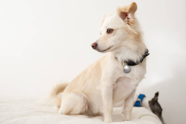 Dogs at home