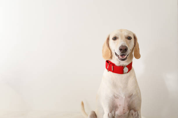 Dogs at home