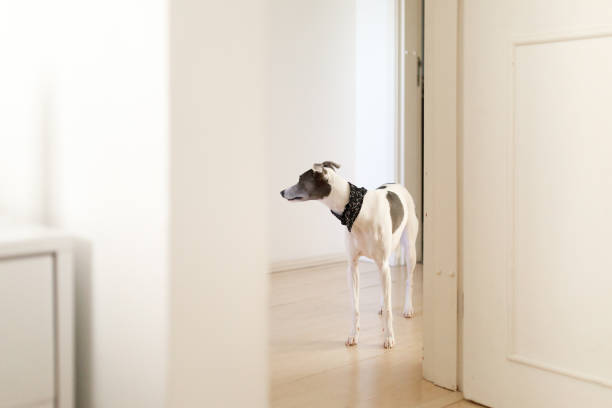 istock Dog standing in the house corridor 1240610685