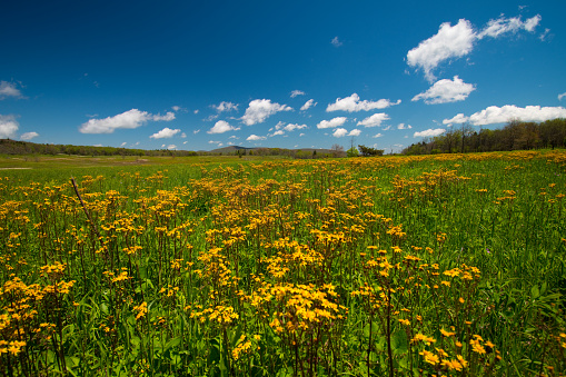 Big meadow Shenandoah national park skyline drive flowers view