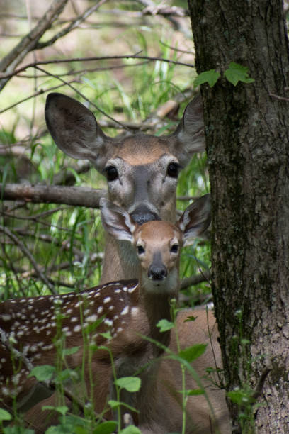 istock Shenandoah Wildlife 1240646262