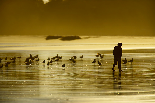 Man walking along the shoreline of Pacific Rim National Park on Vancouver Island, British Columbia