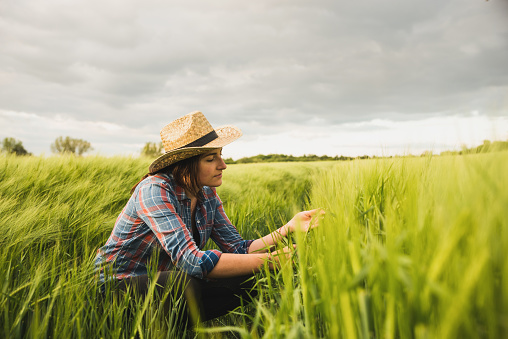 Pretty young woman agronomist checking the wheat in the field. Plant protection and agribusiness concept.