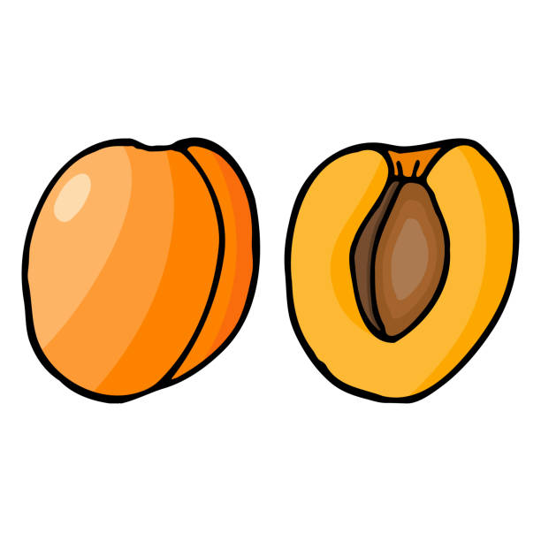 istock Apricot with kernel. Hand drawn outline doodle icon. Colorful isolated on white background. Vector illustration for greeting cards, posters, patches, prints for clothes, emblems. 1240649016