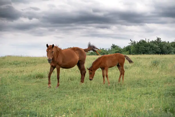Young horse with his mother grazing.