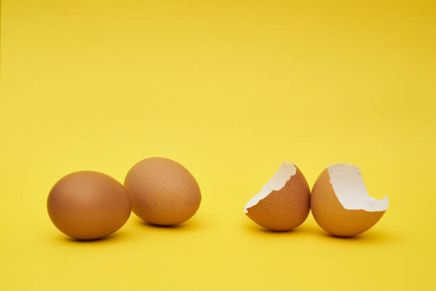 istock Chicken eggs whole and parts. Half an egg, egg yolk, shell. 1240651351