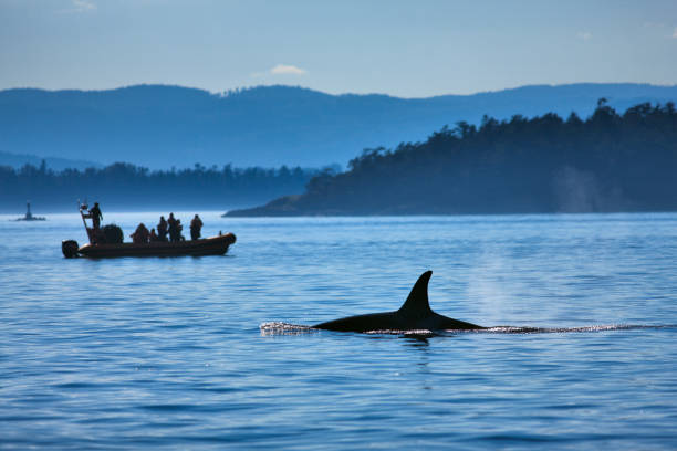istock Vancouver Island British Columbia 1240651891