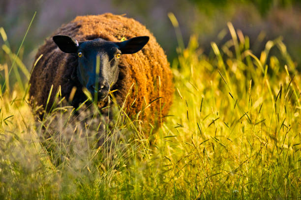 Vancouver Island British Columbia Sheep in agricultural field on Vancouver Island, British Columbia vancouver island photos stock pictures, royalty-free photos & images