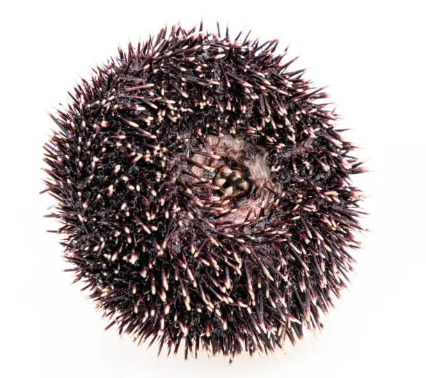 Isolated sea urchin with visible teeth, close up