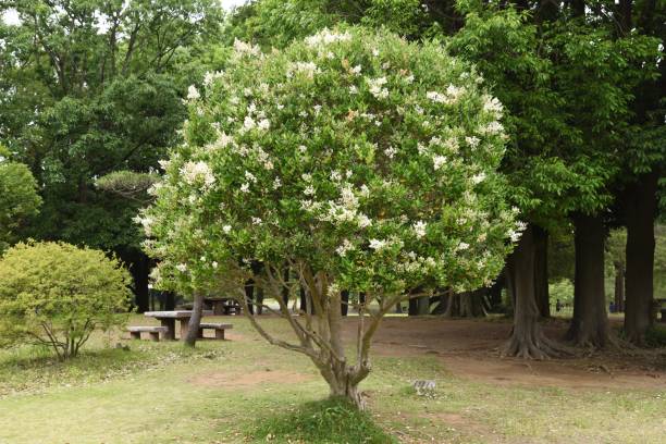 ligustrum lucidum albero e fiori - privet foto e immagini stock