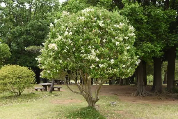 Photo of Ligustrum lucidum tree and flowers