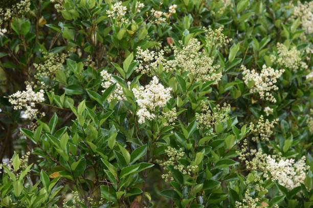 istock Ligustrum lucidum tree and flowers 1240720111