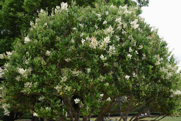 ligustrum lucidum albero e fiori - privet foto e immagini stock